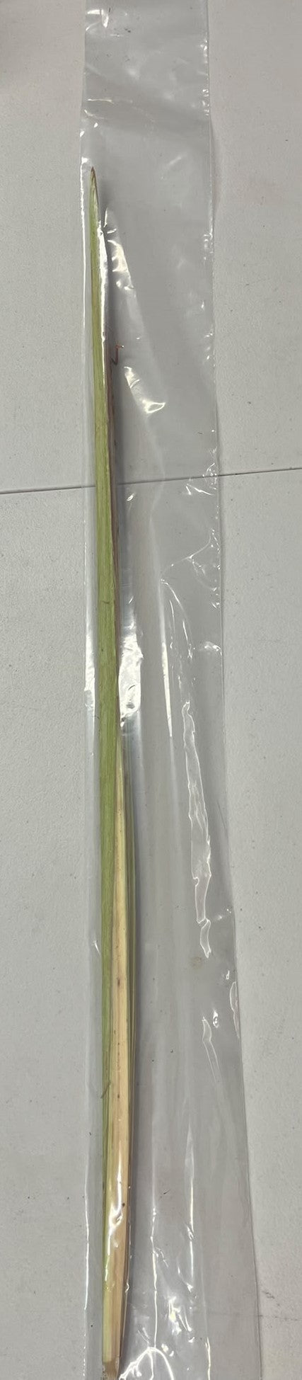 YANOVER ESROG #10 with Lulav Hadasim and Arovos, FREE SHIPPING.